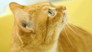 猫トイレにいる猫