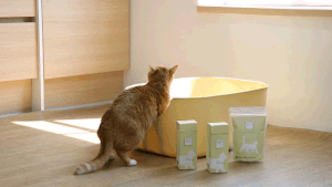 猫トイレに入る猫