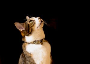 背景が黒　上を見上げてる猫