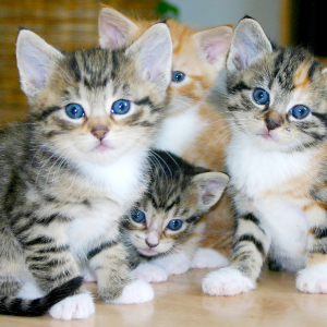 猫ちゃんの多頭飼いについて知っておきたいポイント